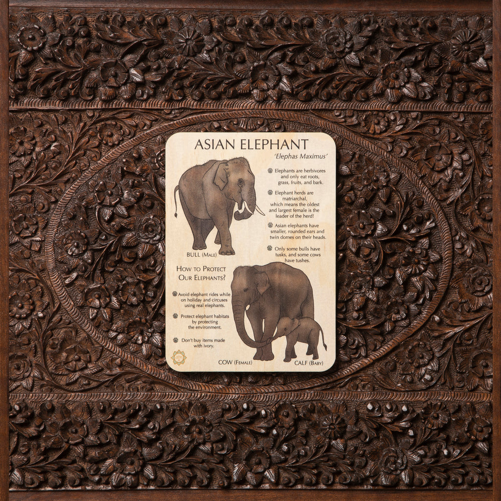 Asian Elephant Fun Facts Timber Tile + Matching Color In Card