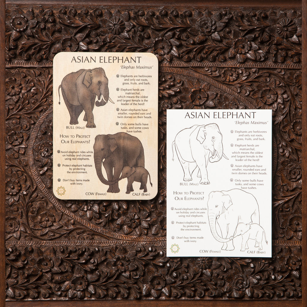 Asian Elephant Fun Facts Timber Tile + Matching Color In Card