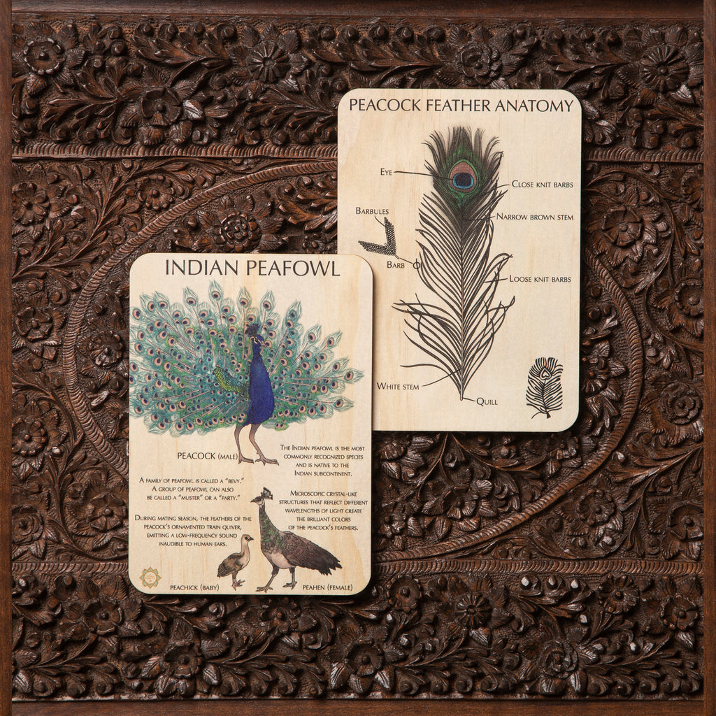 Indian Peafowl Fun Facts + Feather Anatomy Timber Tile + Matching Color In Card